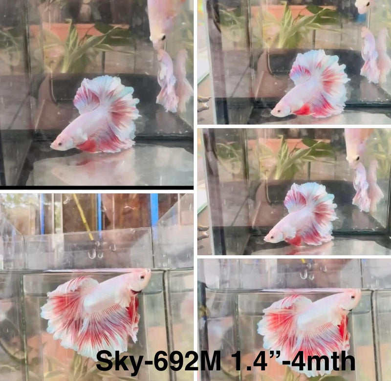Live Male Betta Fancy Pastel colors Halfmoon Rosetail (Sky-692)S252 High quality what you see what you get!!