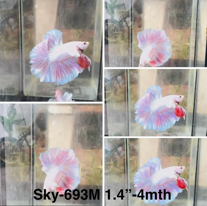 Live Male Betta Fancy Pink Sweet Pastel colors Halfmoon Rosetail (Sky-693)S251 High quality what you see what you get!!