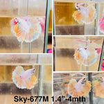 Live Male Betta Fancy Yellow Light colors Halfmoon (Sky-677) High quality what you see what you get!!