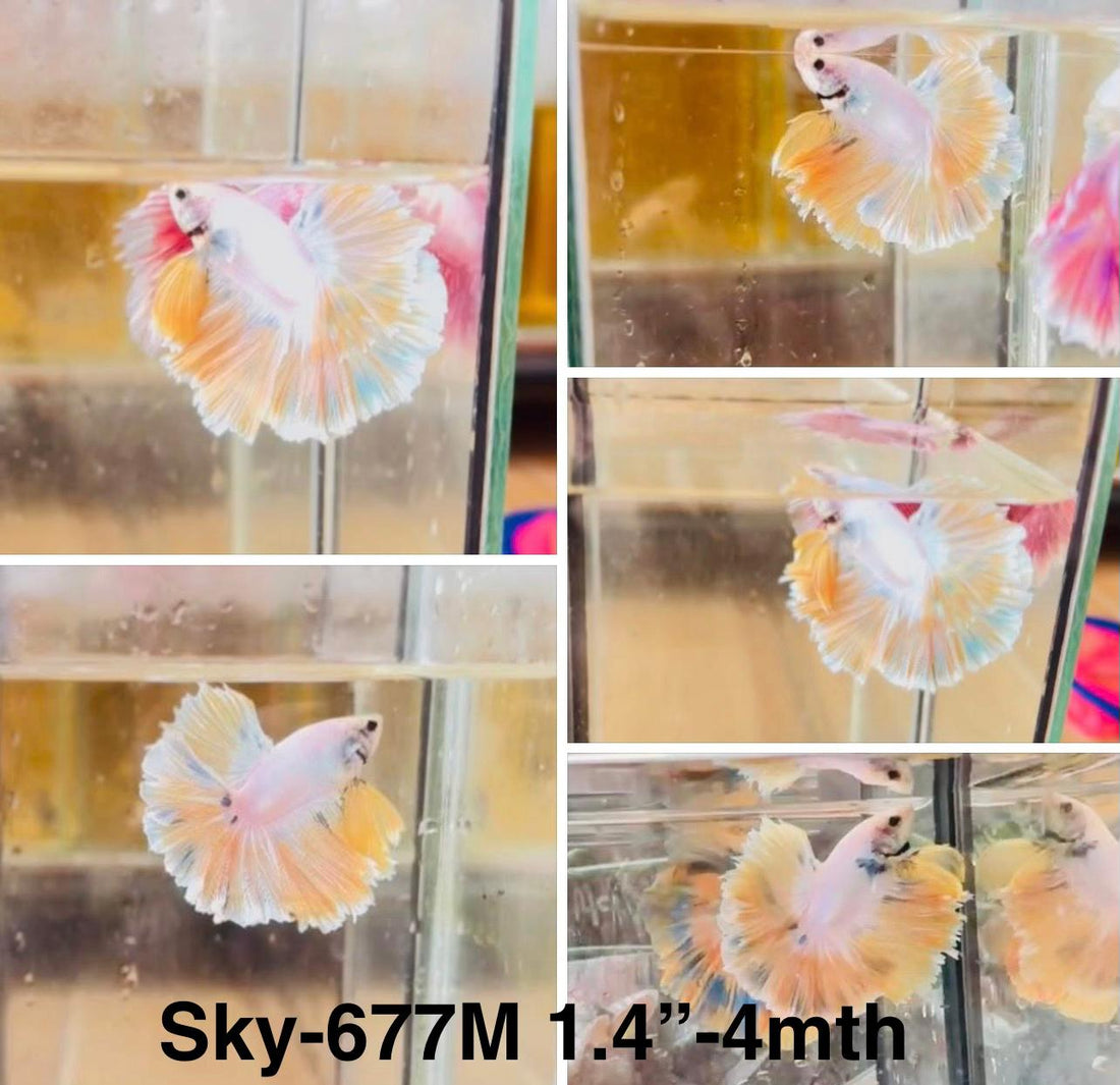 Live Male Betta Fancy Yellow Light colors Halfmoon (Sky-677) High quality what you see what you get!!