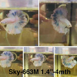 Live Male Betta Fancy Blue Grizzle Halfmoon Rosetail (Sky-663)S112 High quality what you see what you get!!