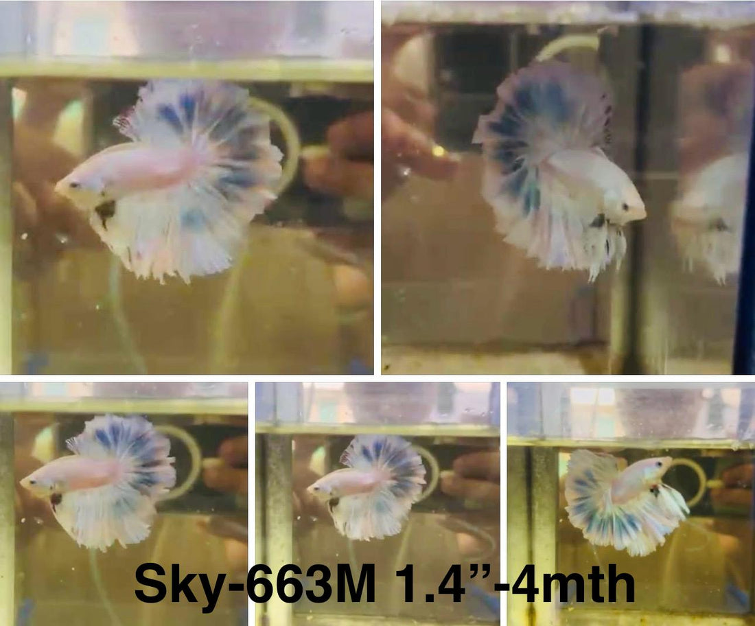 Live Male Betta Fancy Blue Grizzle Halfmoon Rosetail (Sky-663)S112 High quality what you see what you get!!