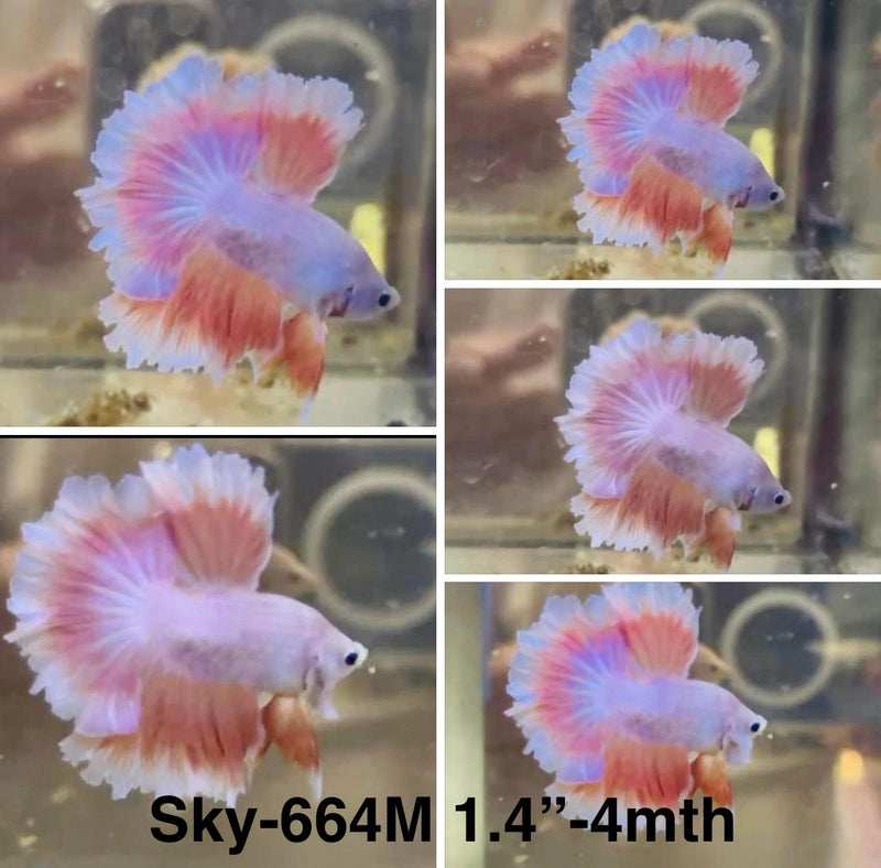 Live Male Betta Fancy Salamander Halfmoon Rosetail (Sky-664)S120 High quality what you see what you get!!