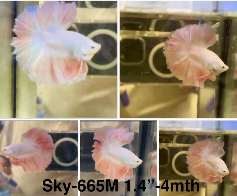 Live Male Betta Fancy Light pastel colors Halfmoon (Sky-665)S108 High quality what you see what you get!!