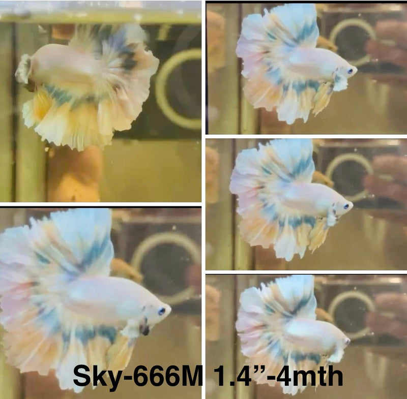 Live Male Betta Fancy Light pastel colors Halfmoon Rosetail (Sky-666)S034 High quality what you see what you get!!