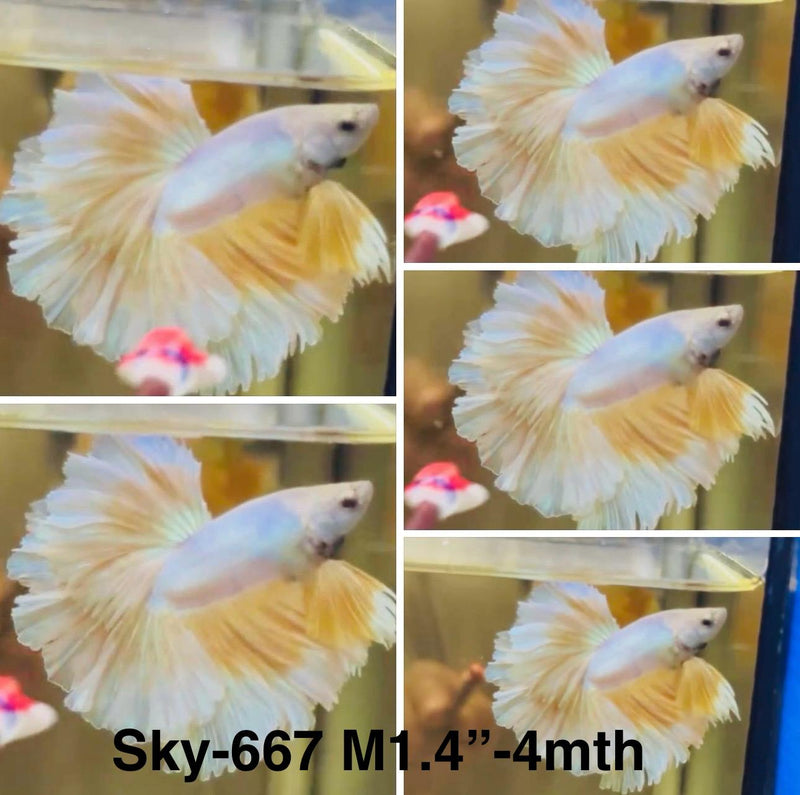 Live Male Betta Fancy Yellow Light colors Halfmoon (Sky-667) High quality what you see what you get!!