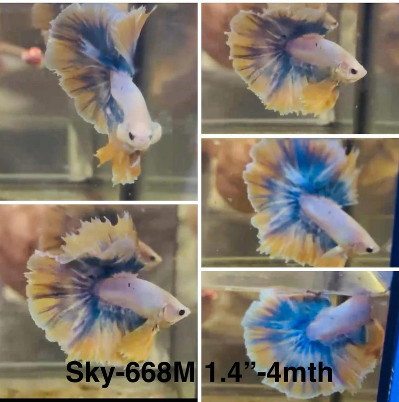 Live Male Betta Fancy Yellow blue Grizzle Halfmoon (Sky-668) High quality what you see what you get!!