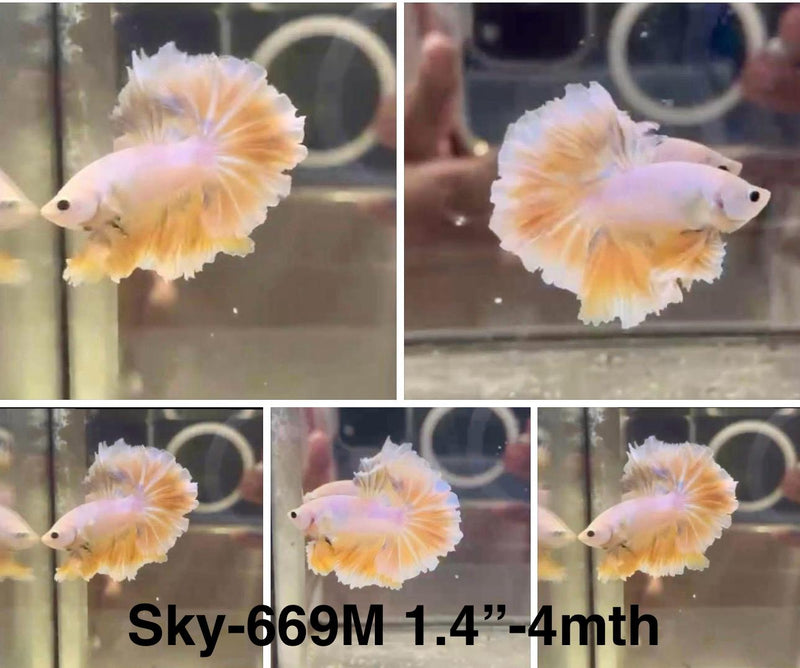 Live Male Betta Fancy Yellow Light colors Halfmoon Rosetail  (Sky-669)S027 High quality what you see what you get!!