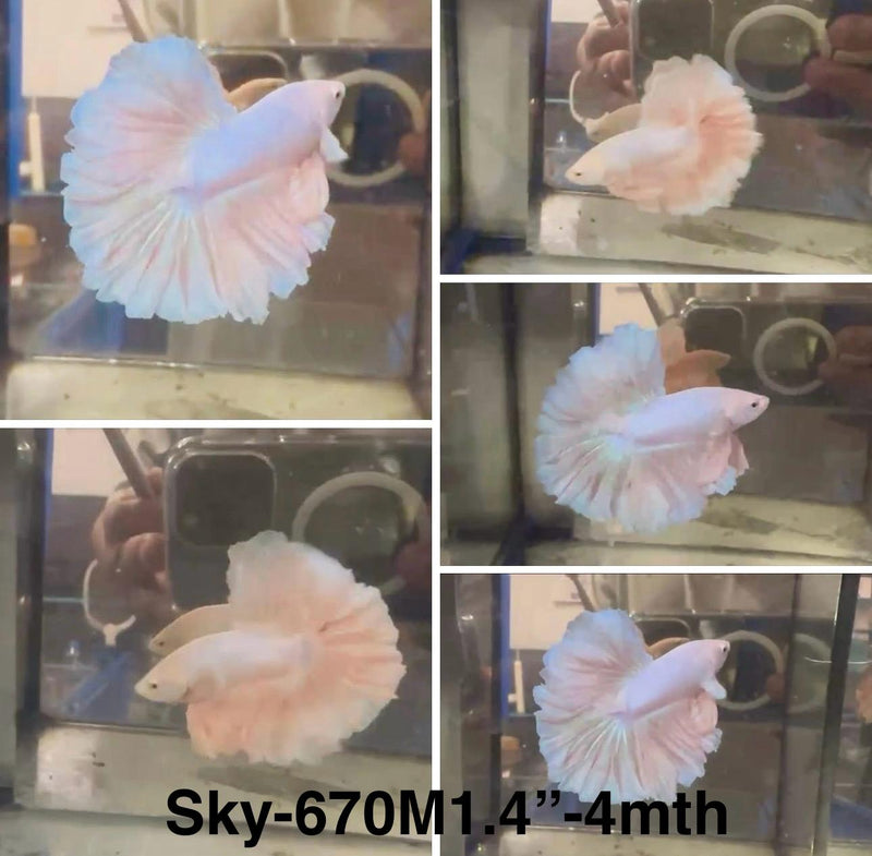 Live Male Betta Fancy Light pastel colors Halfmoon Rosetail  (Sky-670) High quality what you see what you get!!