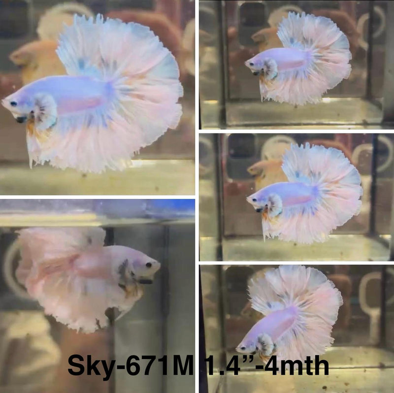 Live Male Betta Fancy Light pastel colors Halfmoon (Sky-671) High quality what you see what you get!!