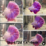 Live Male Betta Fancy Purple Lavender Halfmoon Rosetail (Sky-672) High quality what you see what you get!!