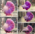 Live Male Betta Fancy Purple Lavender Halfmoon Rosetail (Sky-672) High quality what you see what you get!!