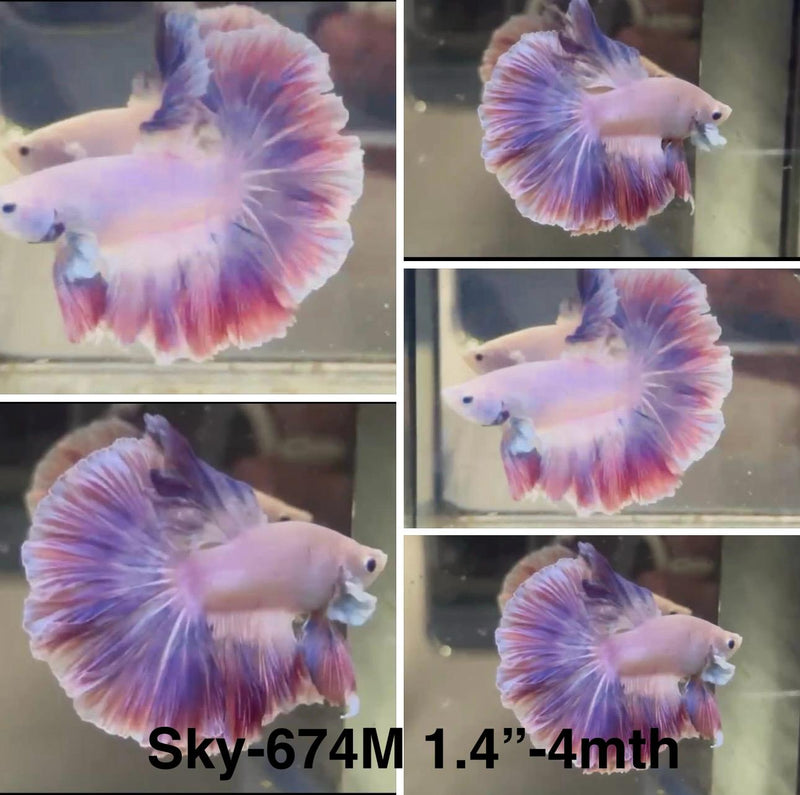 Live Male Betta Fancy Purple Sweet colors Halfmoon Rosetail (Sky-674) High quality what you see what you get!!