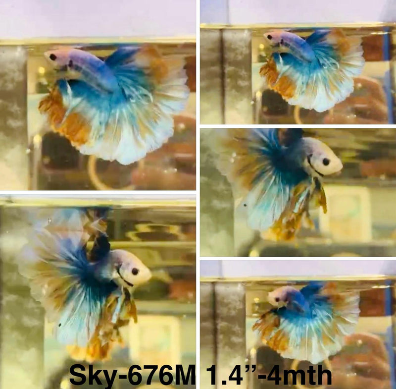 Live Male Betta Green Yellow Muscot Halfmoon (Sky-676)S233 High quality what you see what you get!!