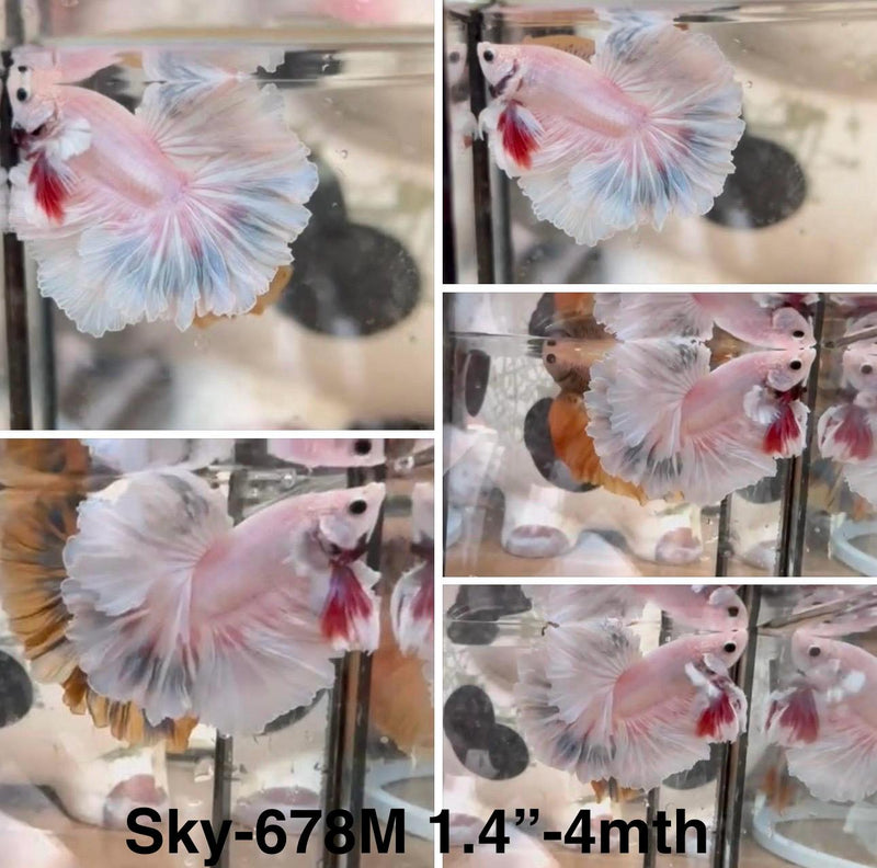 Live Male Betta Fancy Light pastel colors Halfmoon (Sky-678) High quality what you see what you get!!