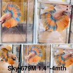 Live Male Betta Fancy Yellow  Over Halfmoon (Sky-679) High quality what you see what you get!!