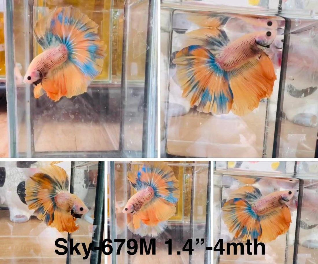 Live Male Betta Fancy Yellow  Over Halfmoon (Sky-679) High quality what you see what you get!!