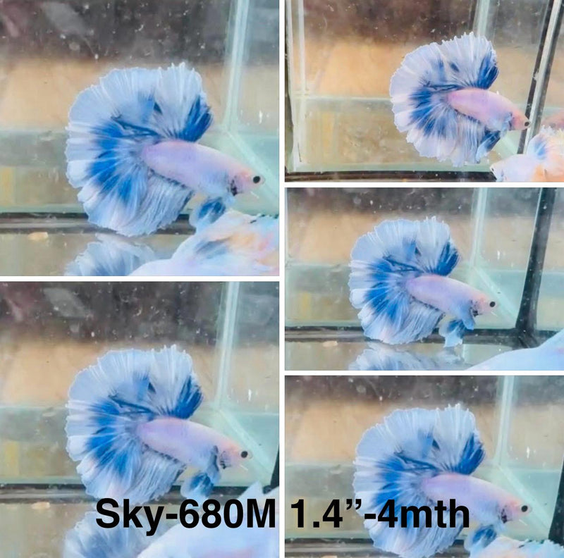 Live Male Betta Blue Grizzle Halfmoon (Sky-680)S092 High quality what you see what you get!!