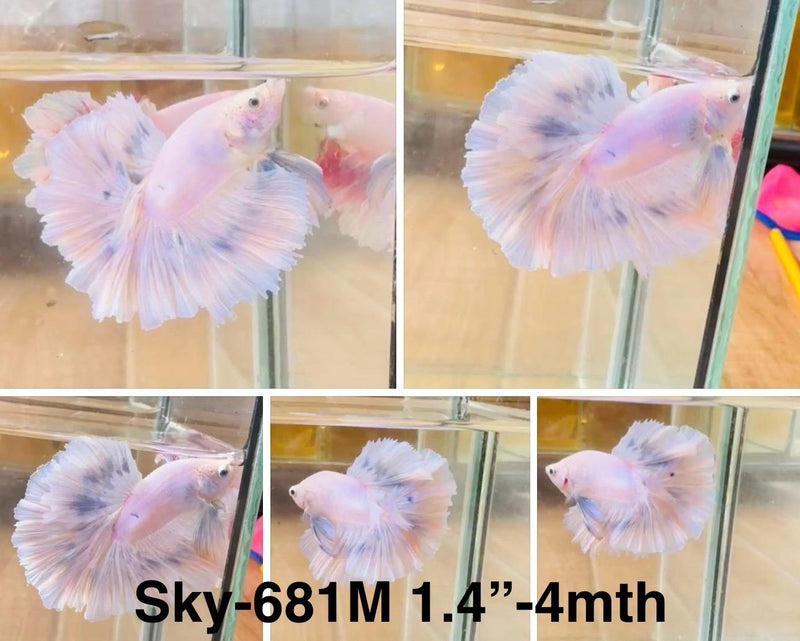 Live Male Betta Blue Grizzle Halfmoon (Sky-681)S180 High quality what you see what you get!!
