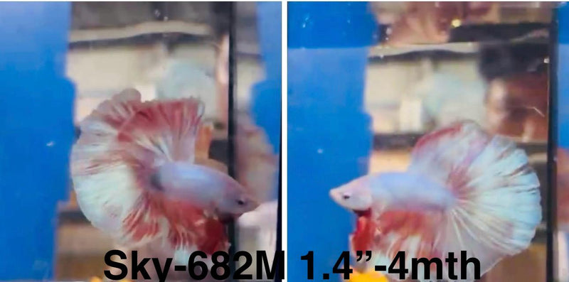Live Male Betta Fancy Pastel colors Halfmoon (Sky-682)S178 High quality what you see what you get!!