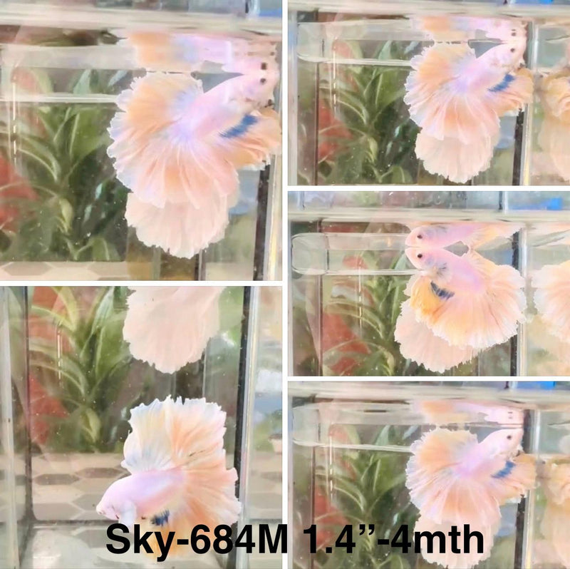 Live Male Betta Fancy Yellow Light colors Halfmoon Rosetail (Sky-684)S037 High quality what you see what you get!!