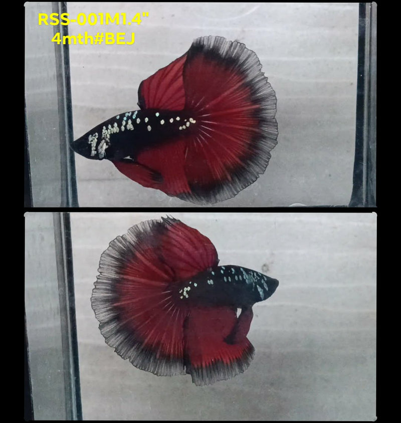 Live Male Betta Red Black Samurai Halfmoon (RSS-001) High quality What you see What you get!!