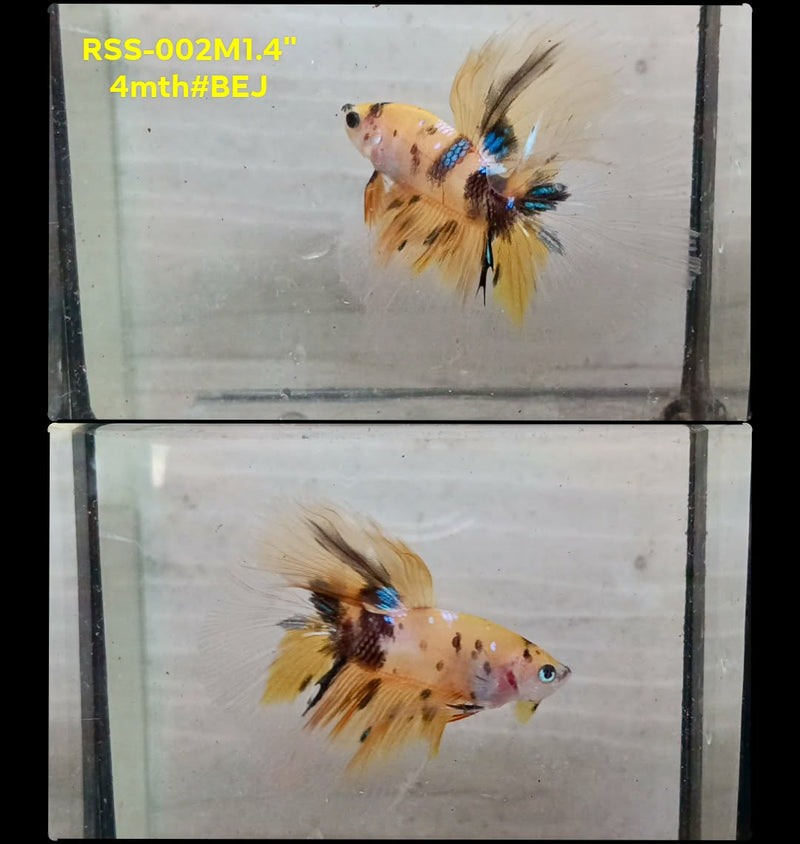 Live Male Betta Yellow Tiger Koi Halfmoon (RSS-002) High quality What you see What you get!!