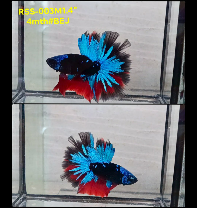 Live Male Betta Blue Black Galaxy Avatar Halfmoon (RSS-003) High quality What you see What you get!!