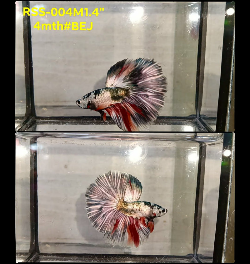 Live Male Betta Fancy Copper Halfmoon (RSS-004) High quality What you see What you get!!