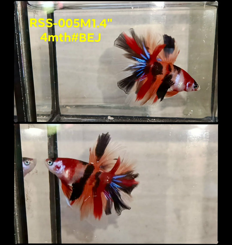 Live Male Betta Classic Nemo Koi Halfmoon (RSS-005) High quality What you see What you get!!