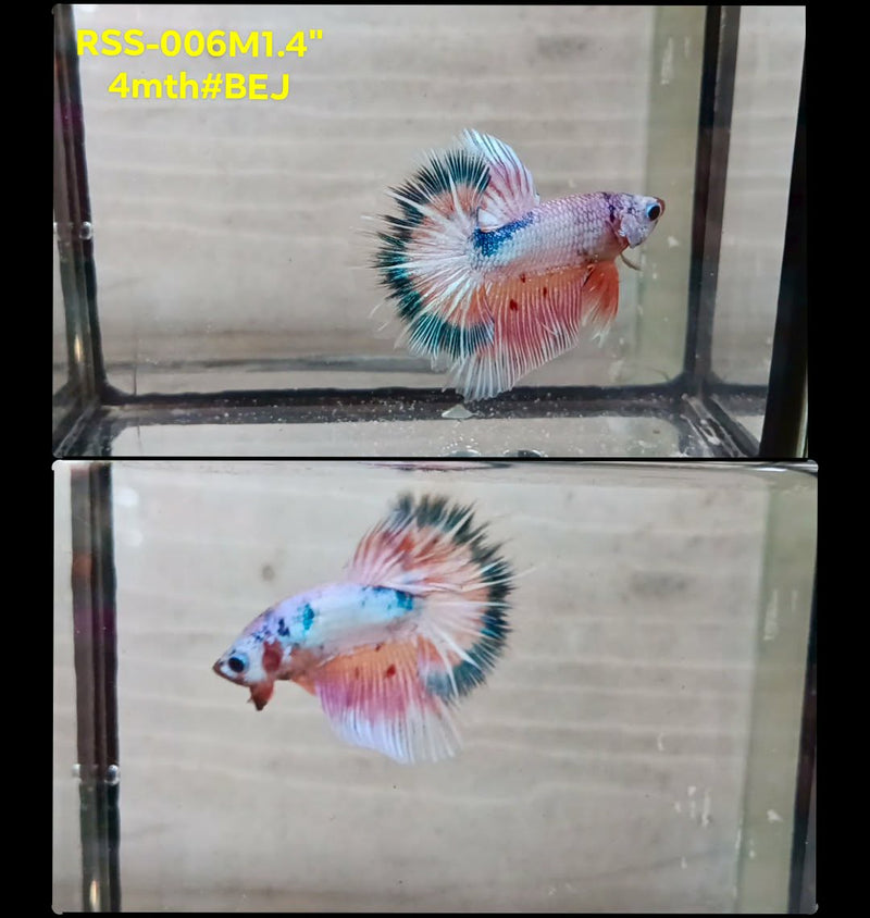Live Male Betta Fancy Koi Halfmoon (RSS-006) High quality What you see What you get!!