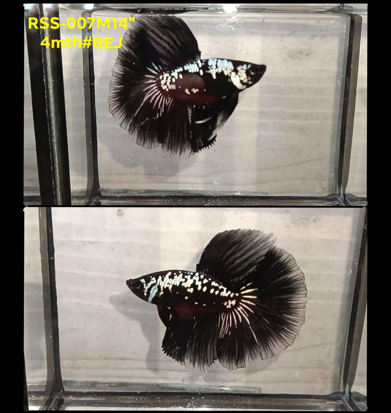 Live Male Betta Black Samurai mamba Halfmoon (RSS-007) High quality What you see What you get!!