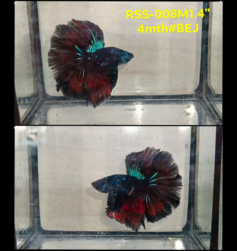 Live Male Betta Black Galaxy Avatar Halfmoon (RSS-008)High quality what you see what you get!!