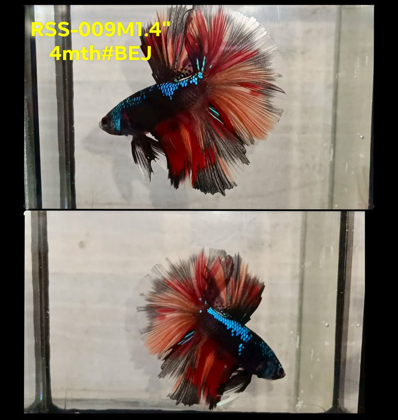 Live Male Betta Red Black Samurai Halfmoon (RSS-009)High quality what you see what you get!!