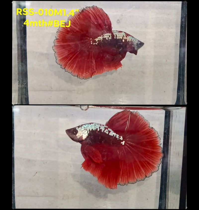 Live Male Betta Red Samurai Halfmoon (RSS-010)High quality what you see what you get!!