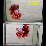 Live Male Betta Fancy Red Koi Halfmoon (RSS-011)High quality what you see what you get!!