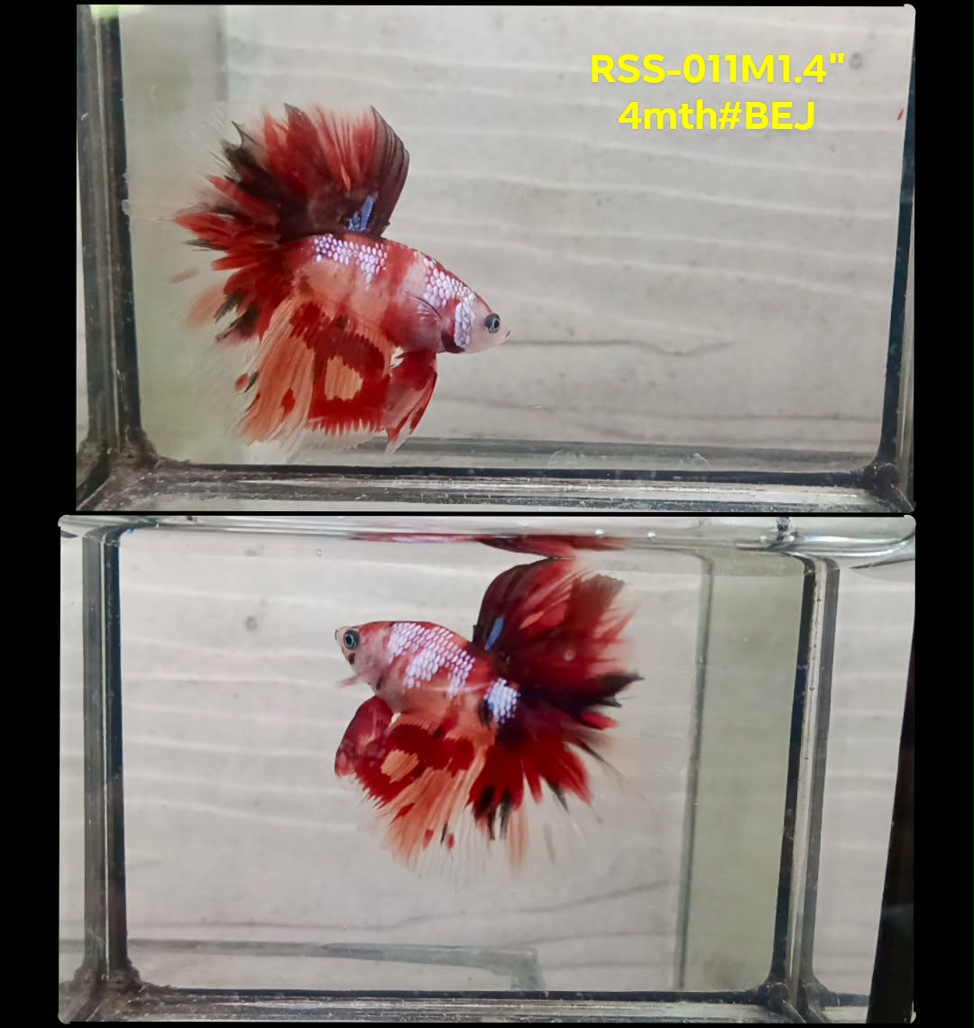 Live Male Betta Fancy Red Koi Halfmoon (RSS-011)High quality what you see what you get!!