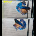 Live Male Betta Yellow blue Mustard Halfmoon (RSS-012)High quality what you see what you get!!