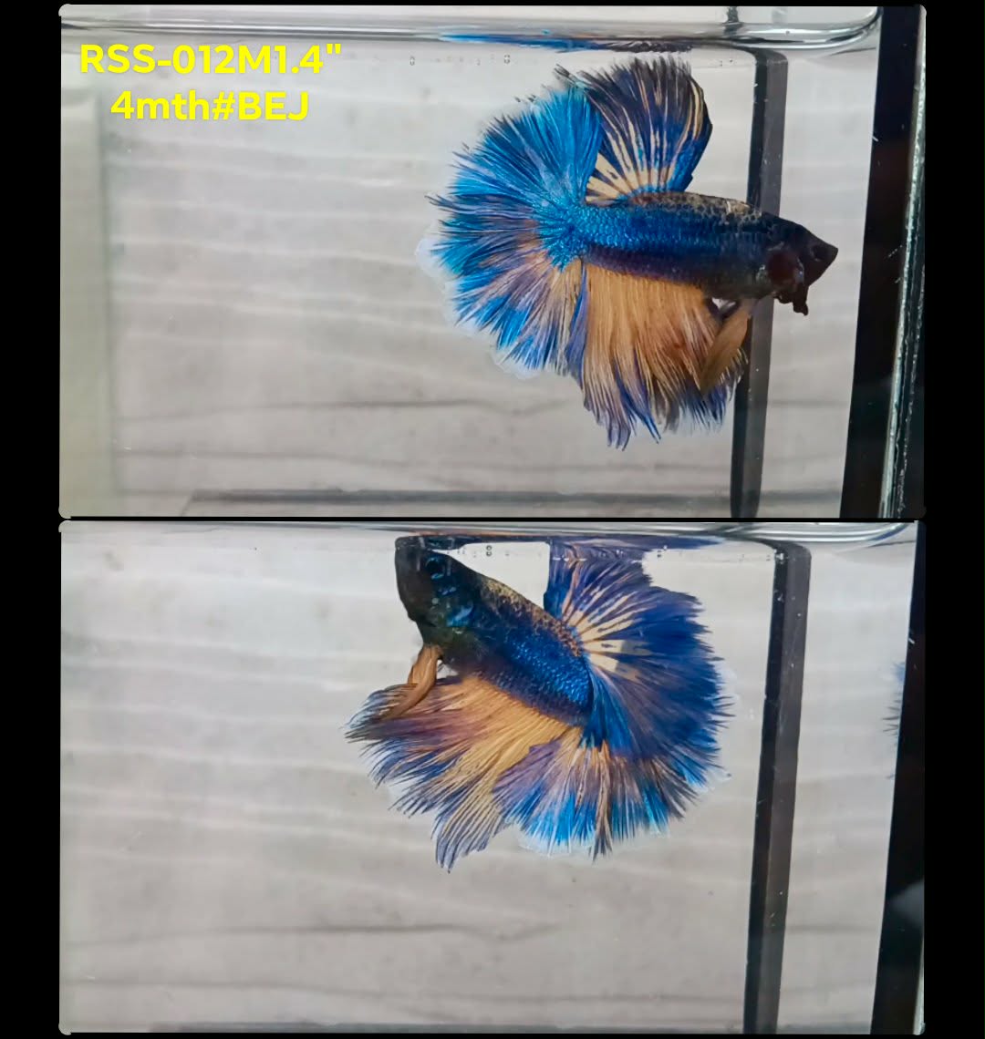 Live Male Betta Yellow blue Mustard Halfmoon (RSS-012)High quality what you see what you get!!