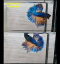 Live Male Betta Yellow blue Mustard Halfmoon (RSS-012)High quality what you see what you get!!