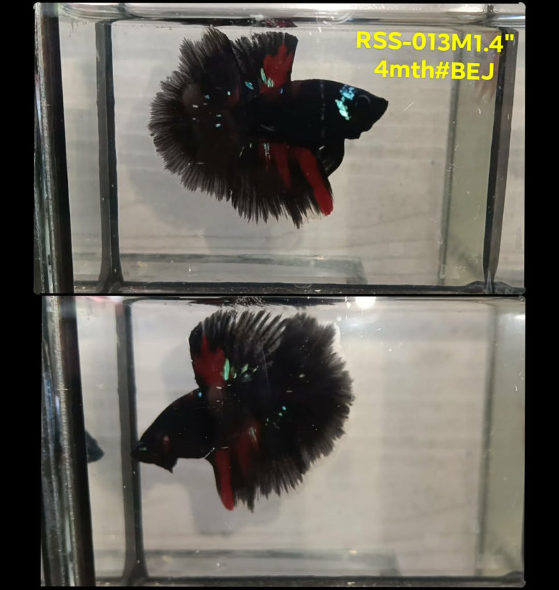 Live Male Betta Black Koi Halfmoon (RSS-013)High quality what you see what you get!!