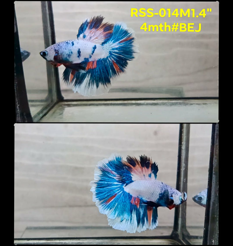 Live Male Betta Fancy Marble Halfmoon (RSS-014)High quality what you see what you get!!