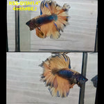 Live Male Betta Yellow Blue Mustard Halfmoon Rosetail (RSS-015)High quality what you see what you get!!