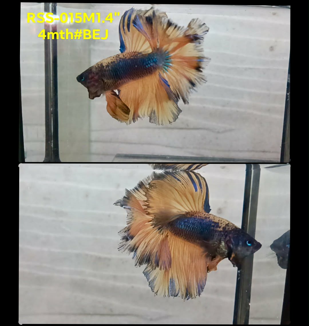 Live Male Betta Yellow Blue Mustard Halfmoon Rosetail (RSS-015)High quality what you see what you get!!