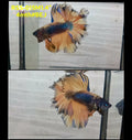 Live Male Betta Yellow Blue Mustard Halfmoon Rosetail (RSS-015)High quality what you see what you get!!