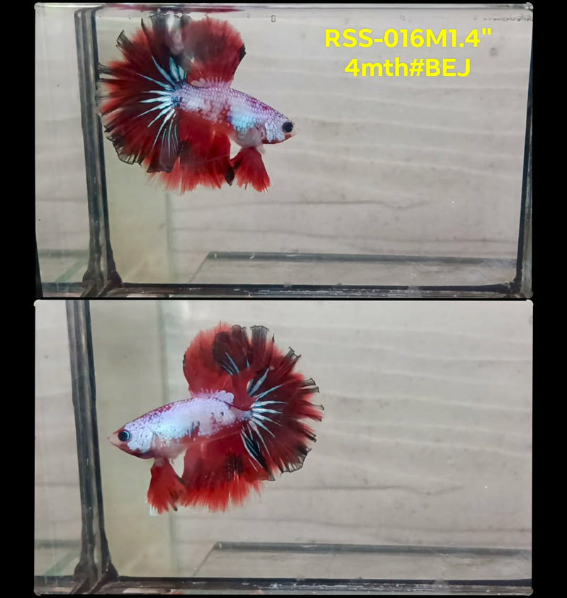 Live Male Betta Fancy Red Koi Halfmoon (RSS-016)High quality what you see what you get!!