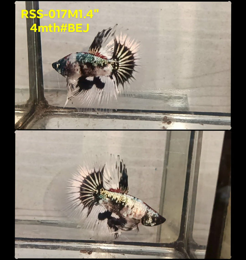 Live Male Betta Fancy Copper Marble Halfmoon (RSS-017)High quality what you see what you get!!