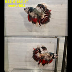 xxLive Male Betta Fancy Copper Marble Halfmoon (RSS-018)CLEARANCE High quality what you see what you get!!