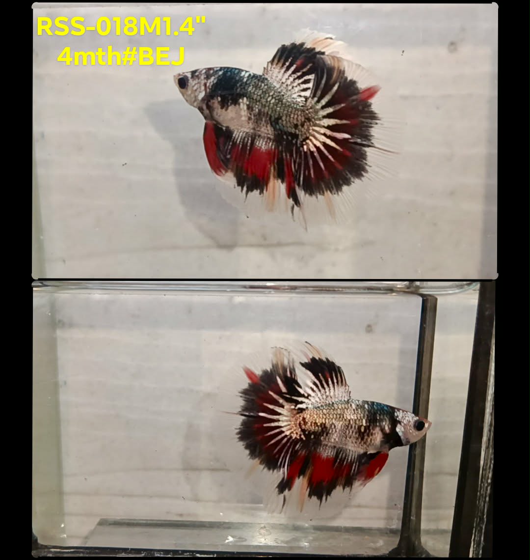 xxLive Male Betta Fancy Copper Marble Halfmoon (RSS-018)CLEARANCE High quality what you see what you get!!