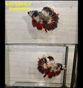 xxLive Male Betta Fancy Copper Marble Halfmoon (RSS-018)CLEARANCE High quality what you see what you get!!